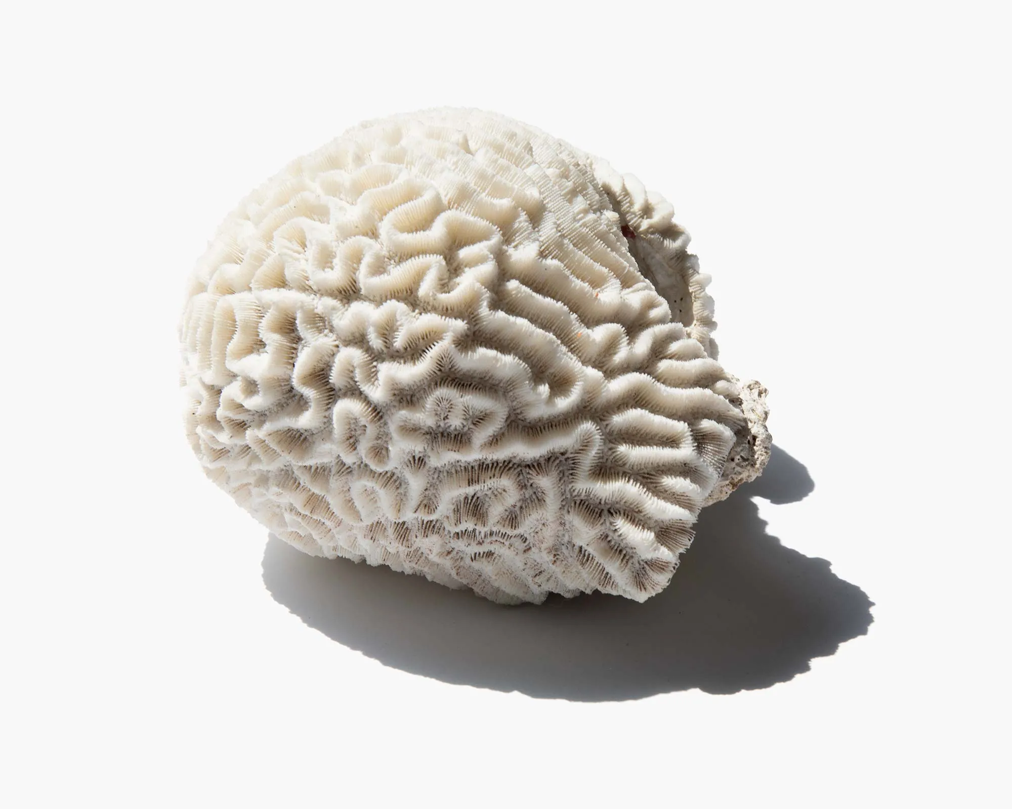 Brain Coral Specimen