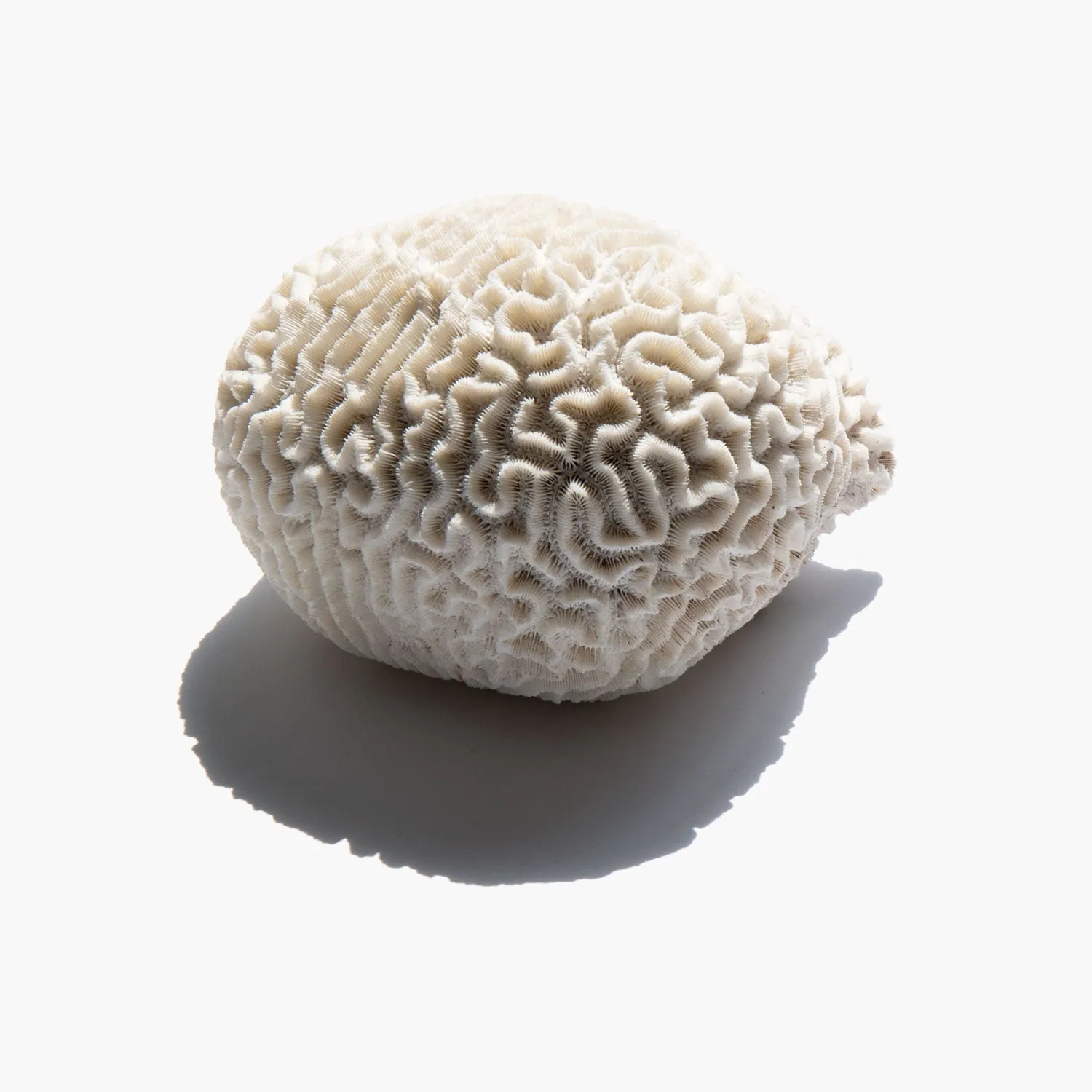 Brain Coral Specimen