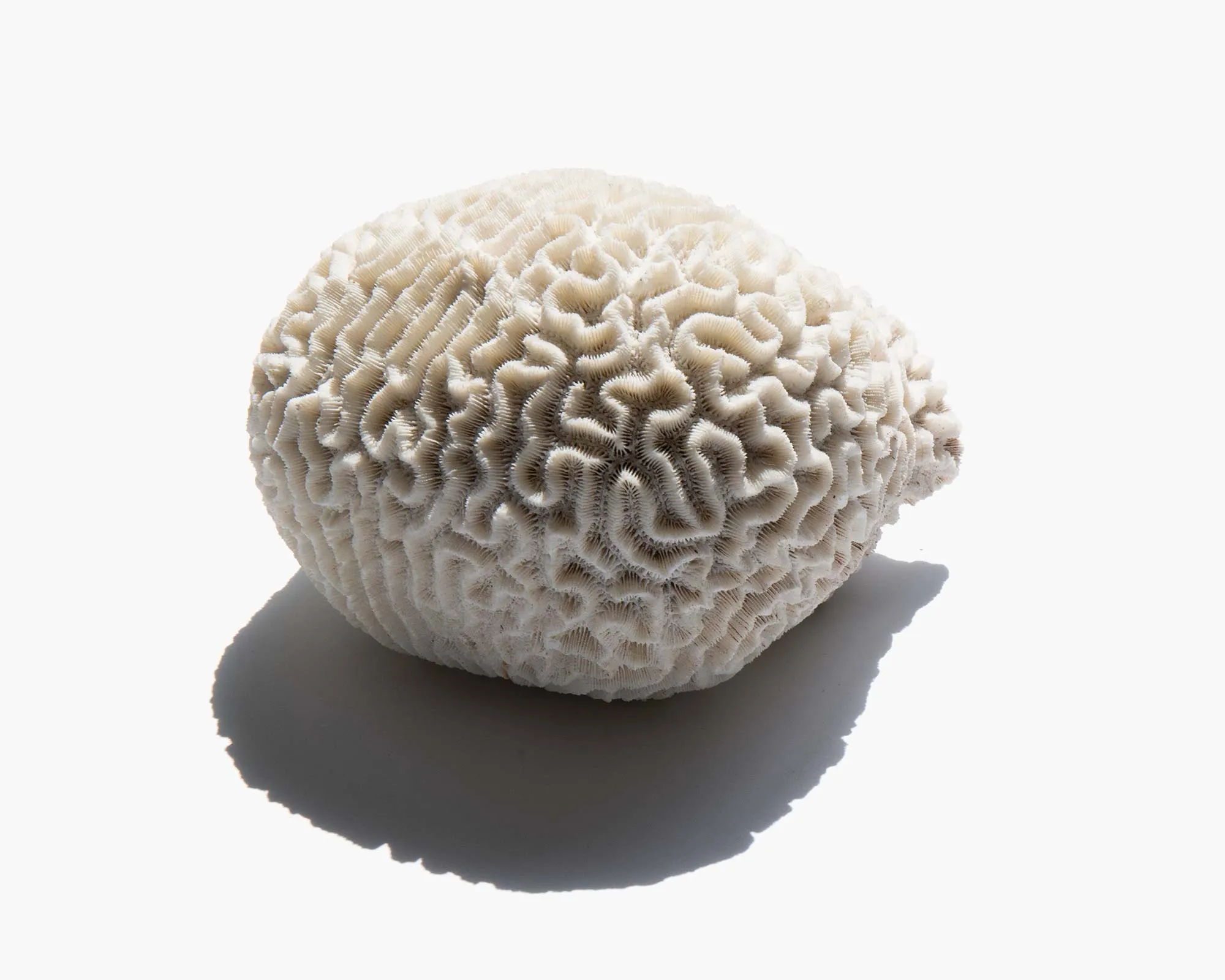 Brain Coral Specimen