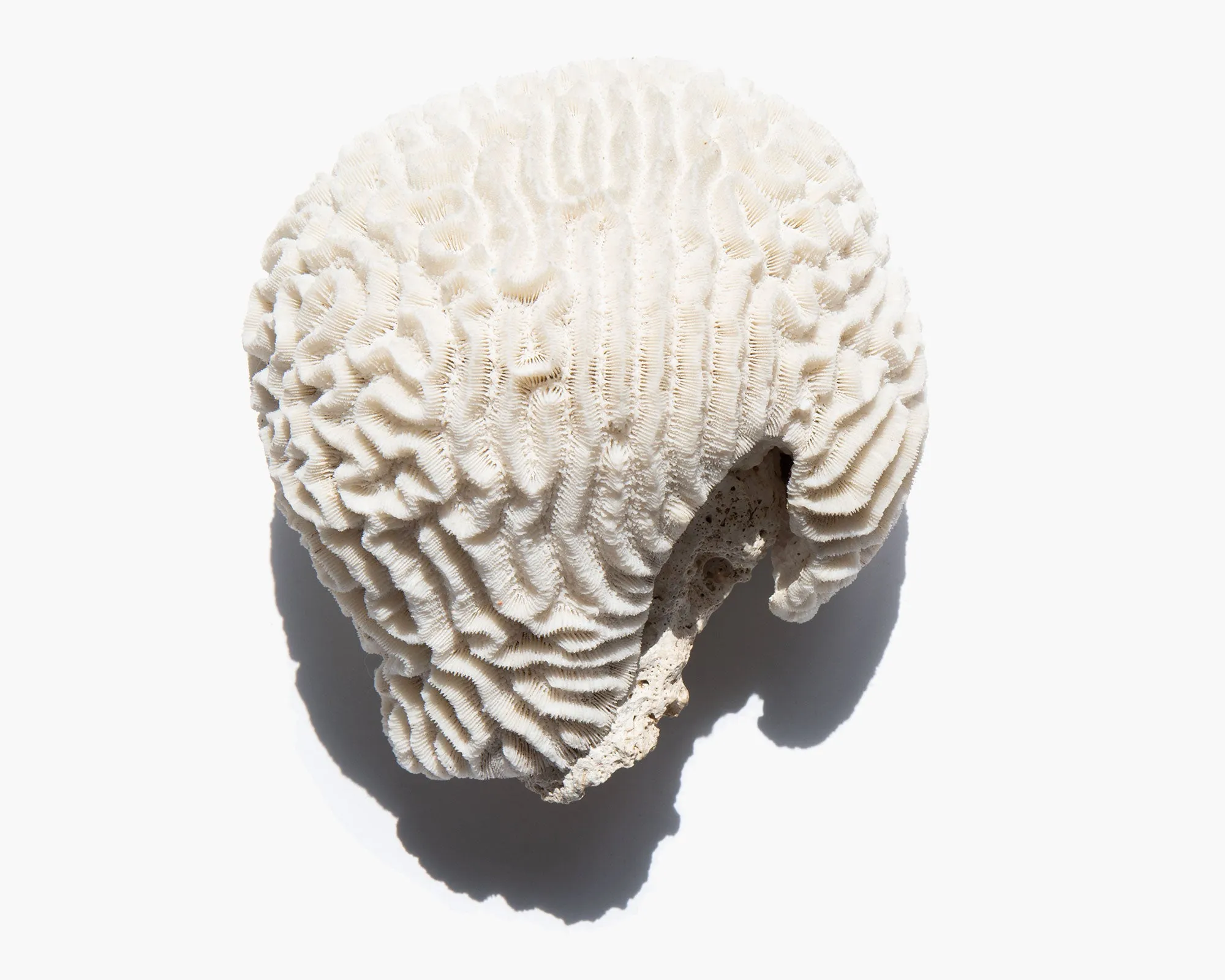 Brain Coral Specimen