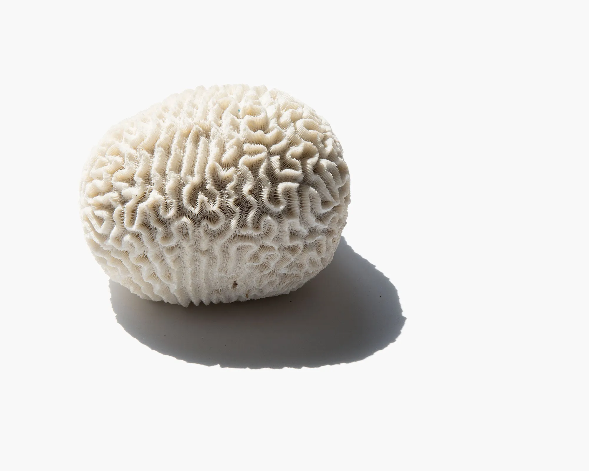 Brain Coral Specimen