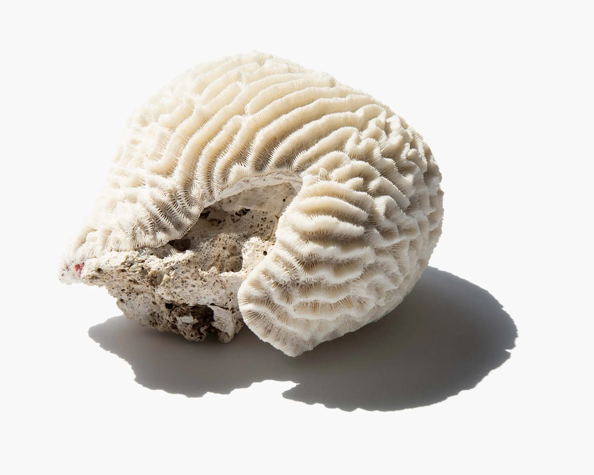 Brain Coral Specimen