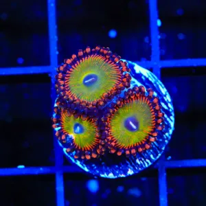 Candy Apple Red Zoanthids Coral