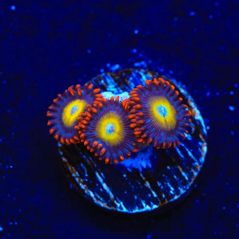 Circus Freak Zoanthids Coral