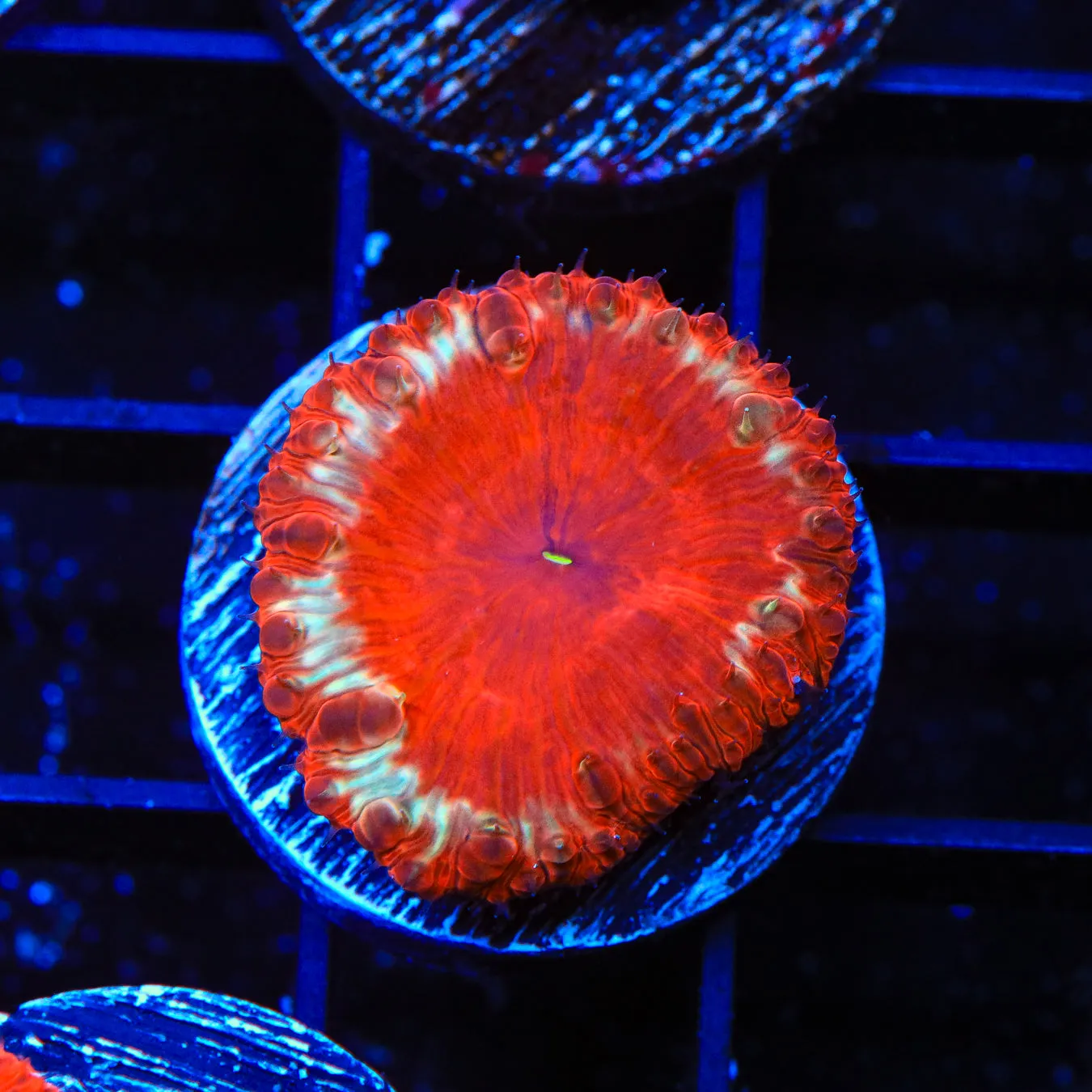 Hot Ring Blastomussa Coral