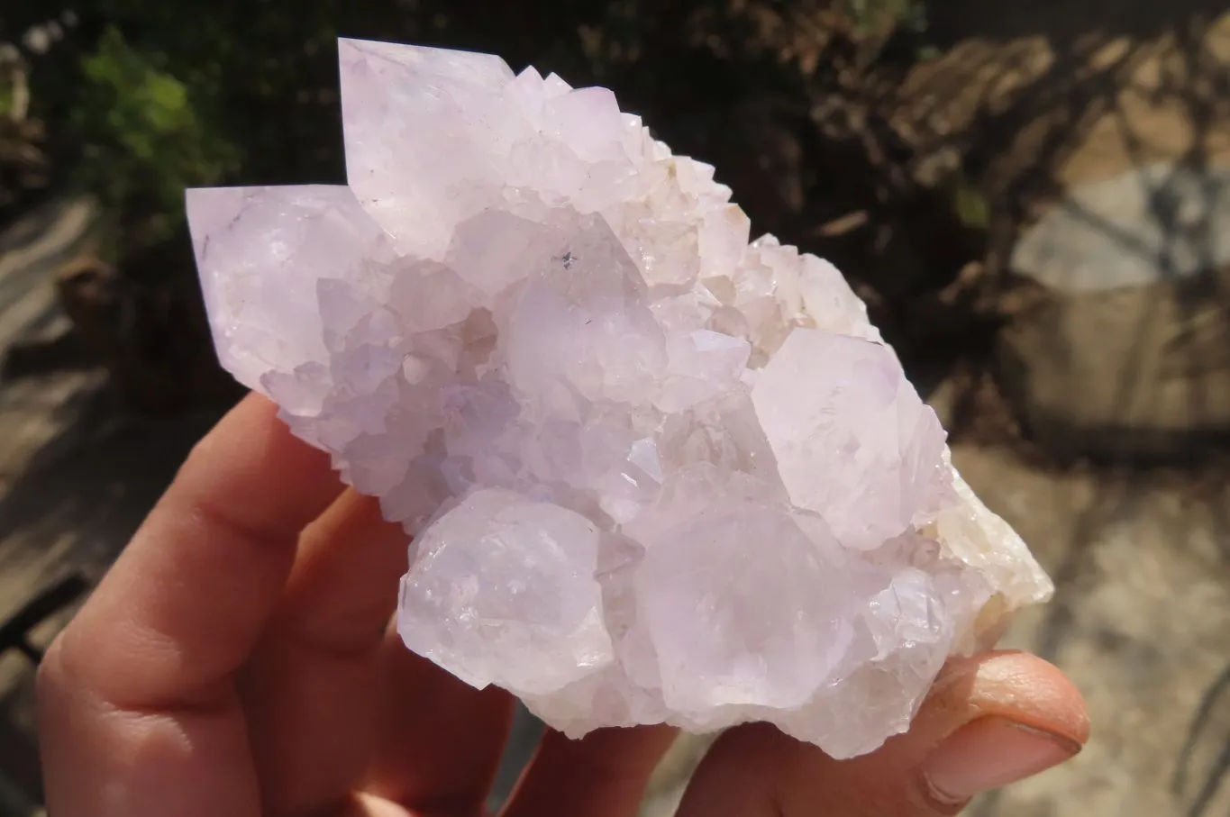 Natural Cactus Flower Spirit Quartz Clusters x 6 From Boekenhouthoek, South Africa