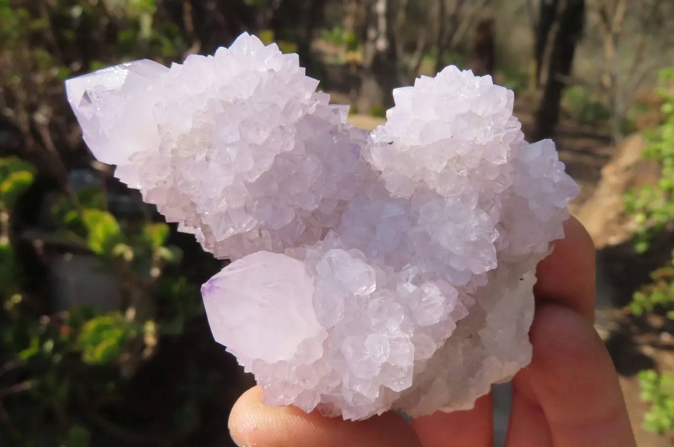 Natural Cactus Flower Spirit Quartz Clusters x 6 From Boekenhouthoek, South Africa