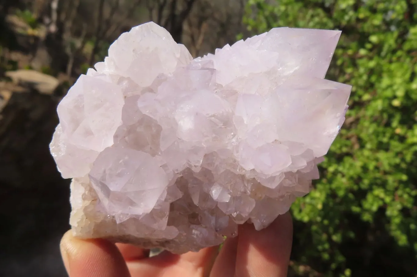 Natural Cactus Flower Spirit Quartz Clusters x 6 From Boekenhouthoek, South Africa