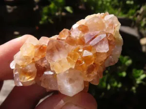 Natural Mixed Selection Of Small Spirit Quartz Clusters  x 35 From Boekenhouthoek, South Africa