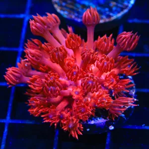 ORA Cherry Red Goniopora Coral