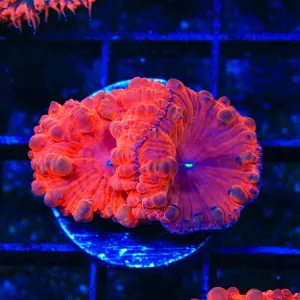 Red Blast Blastomussa Coral