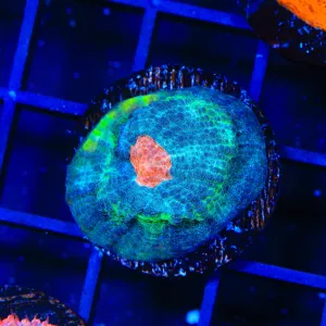 Red Eye Chalice Coral