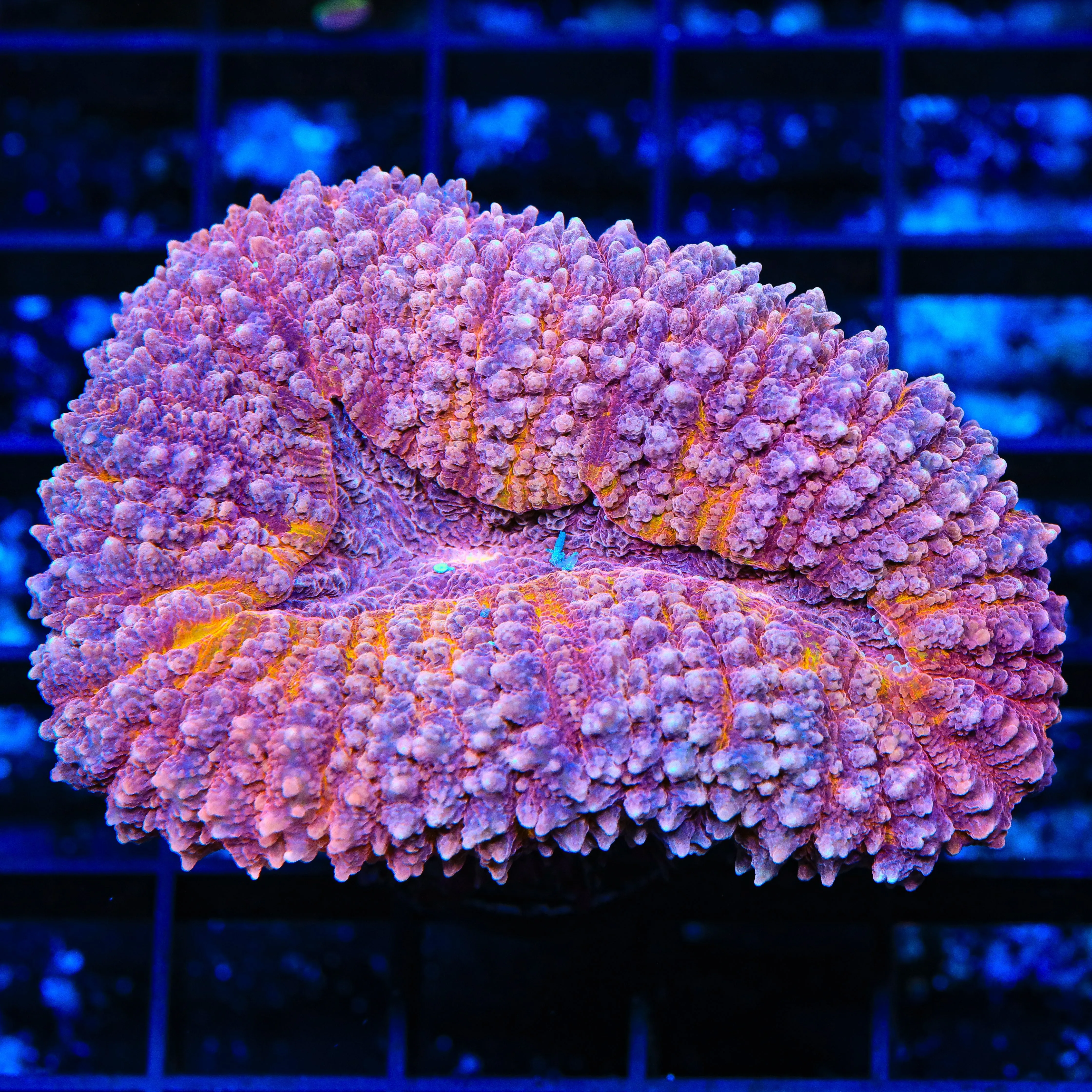 Strawberry Lobophyllia Coral