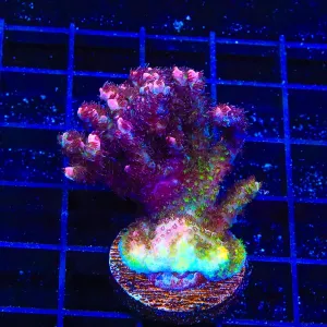 TSA Daydream Acropora Coral Mini Colony