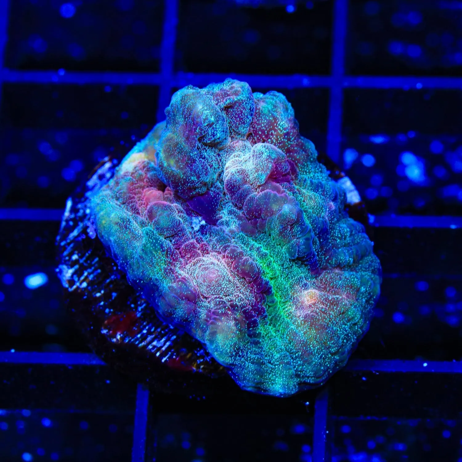 TSA Glitter Chalice Coral