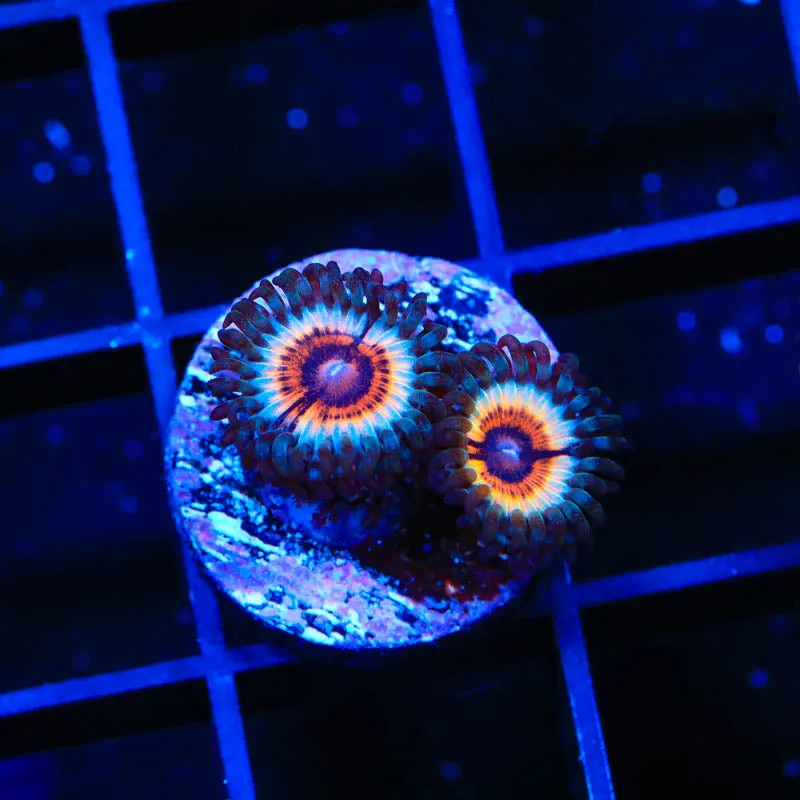 TSA Little Shop of Nightmare Zoanthids Coral