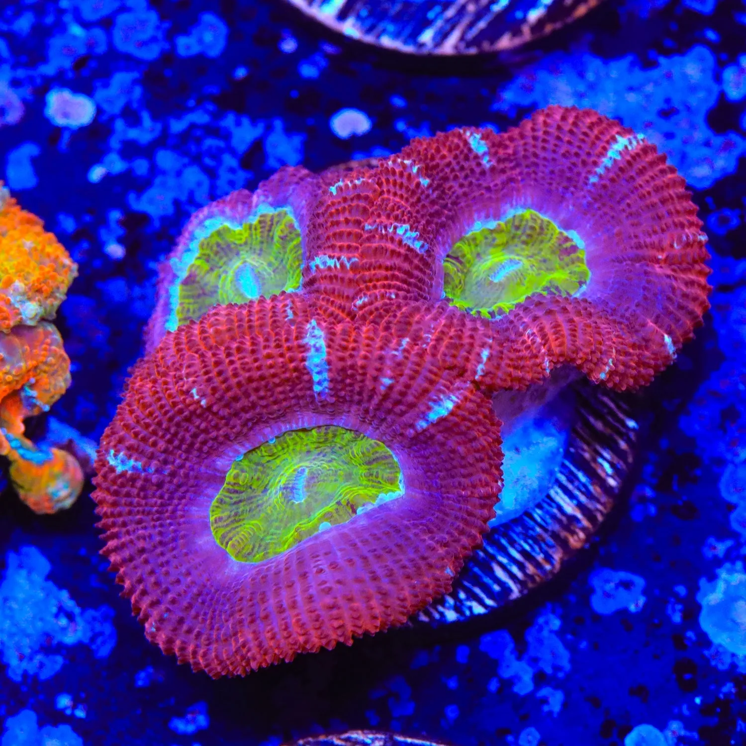 Yellow Center Rainbow Acan Coral